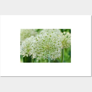 Allium karataviense  &#39;Ivory Queen&#39;  Kara Tau garlic Posters and Art